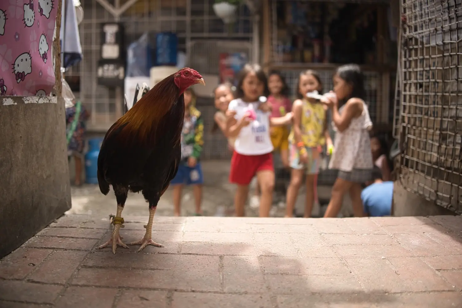 Philippines detail image 10