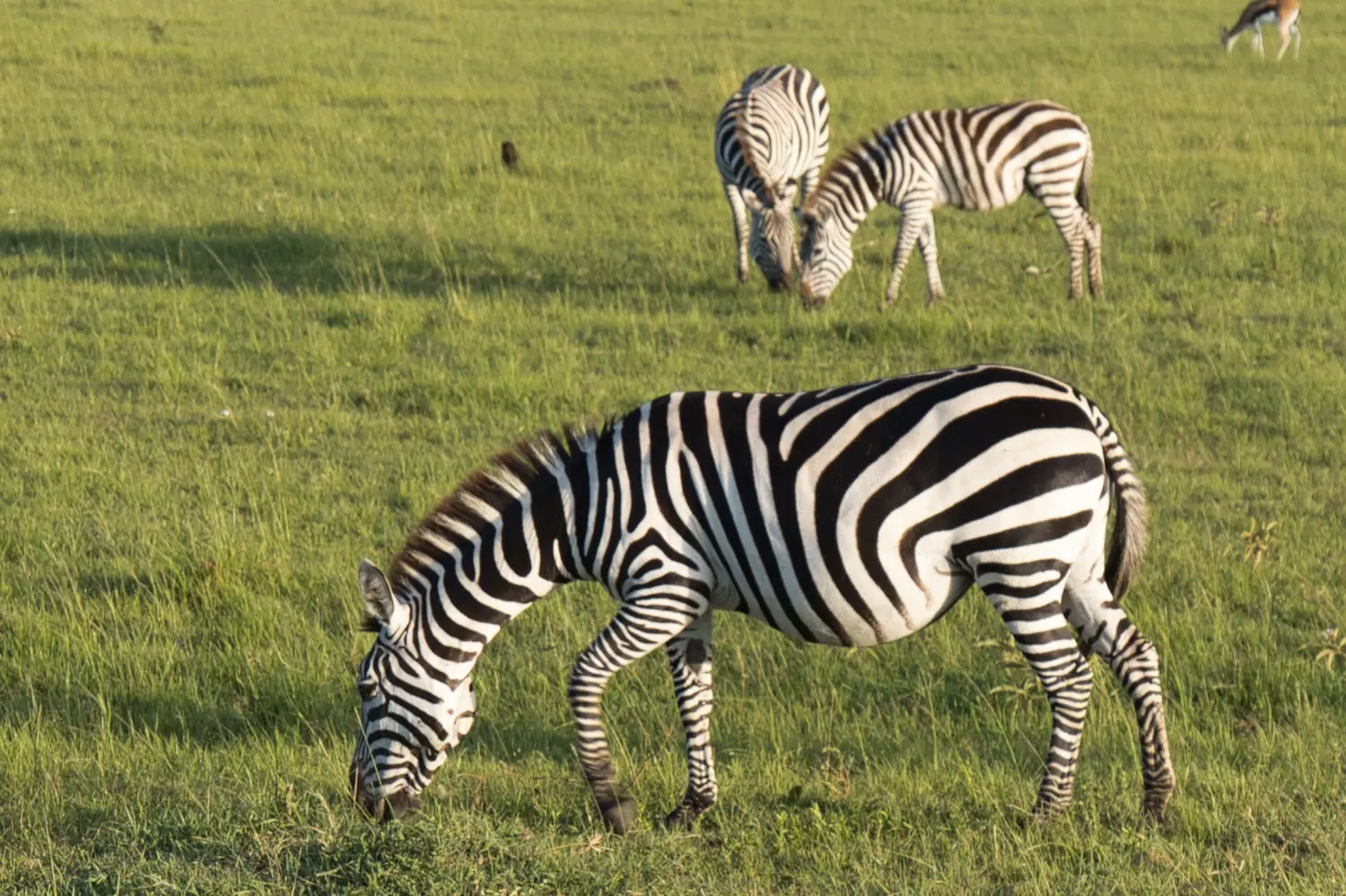 Kenya detail image 3