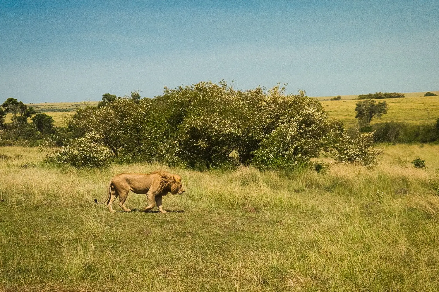 Kenya detail image 4