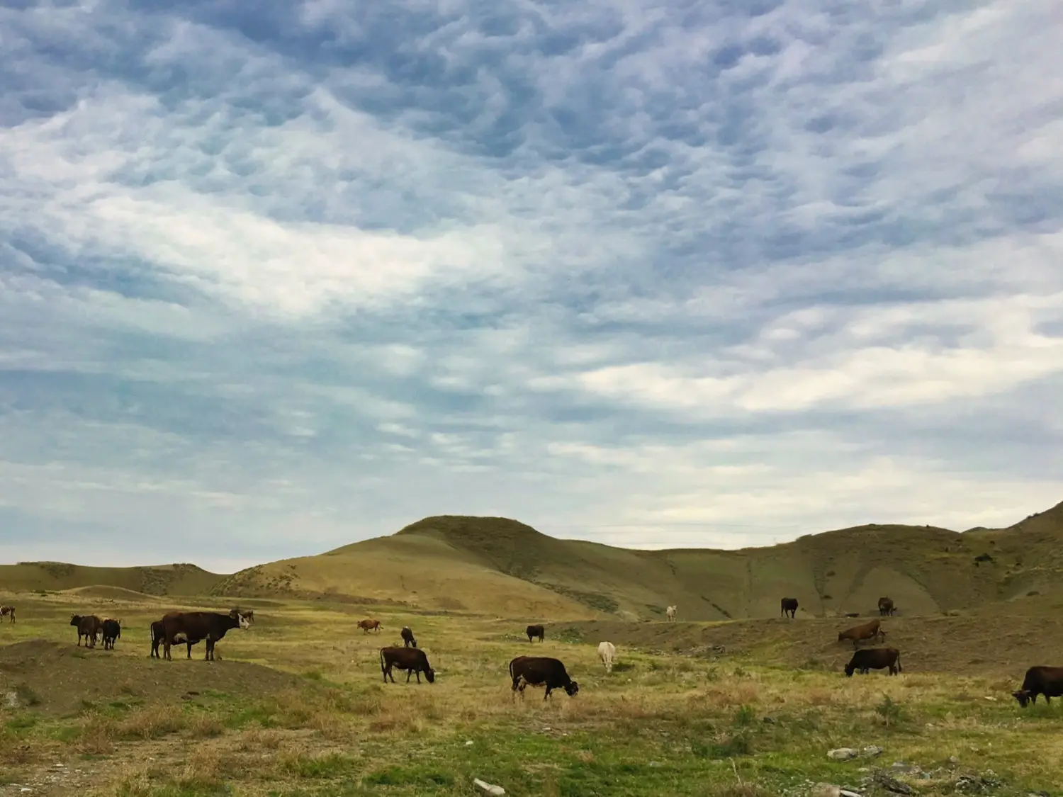 Georgia detail image 5