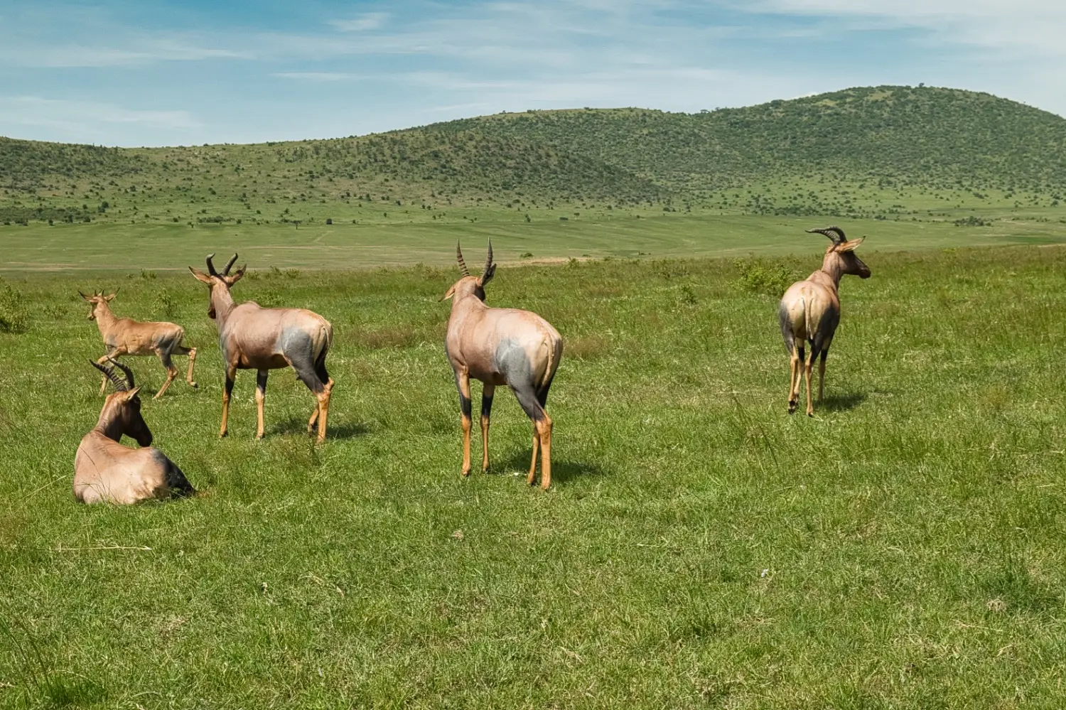 Kenya detail image 5