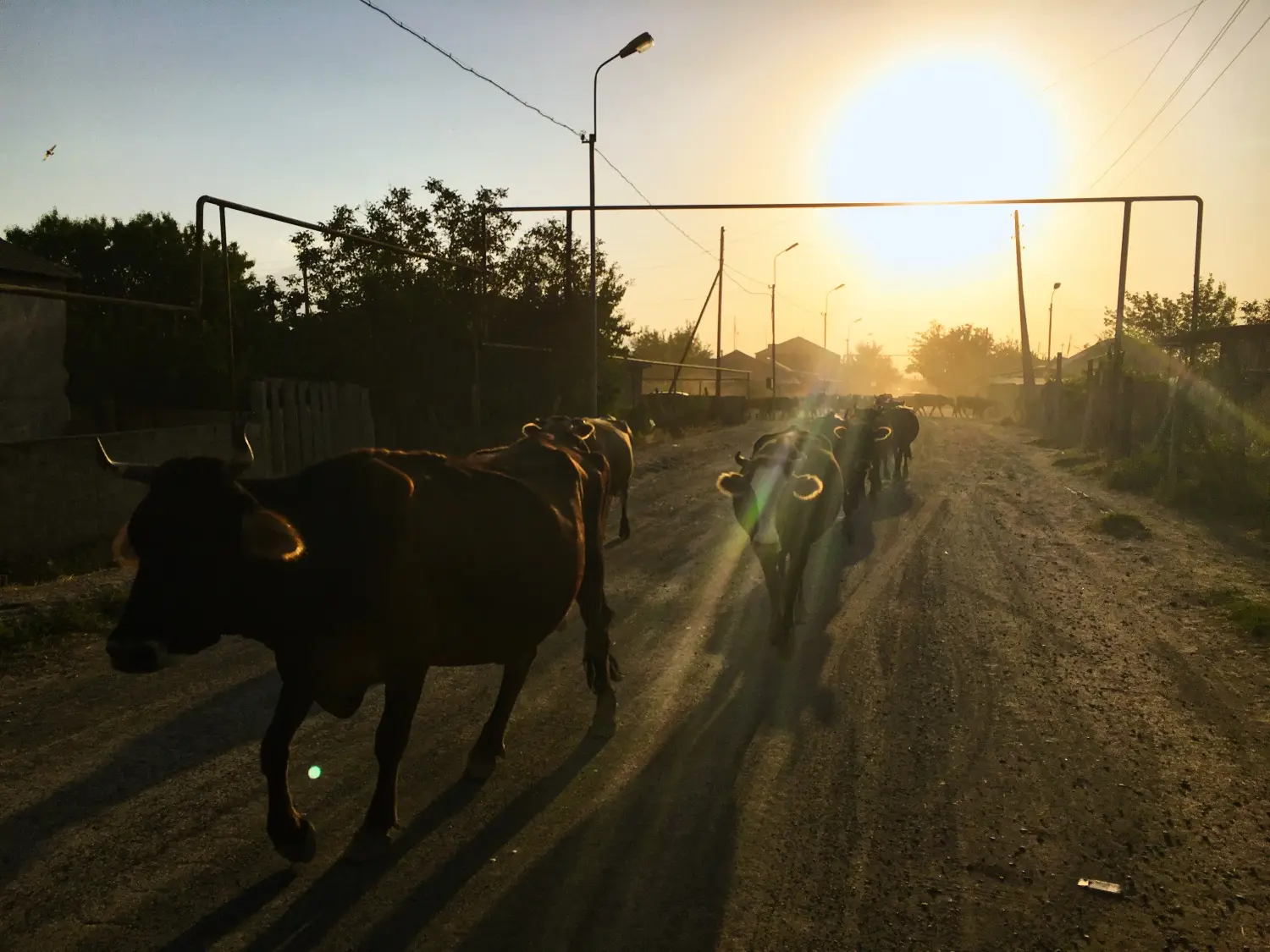 Armenia detail image 8